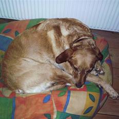 Blanding af racer Lady