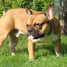 Fransk bulldog Hector