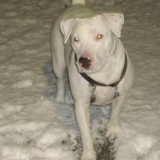 Blanding af racer Emma Dilemma R.I.P