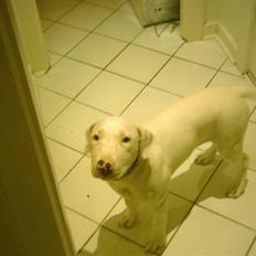 Blanding af racer Emma Dilemma R.I.P