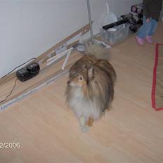 Shetland sheepdog Elvis