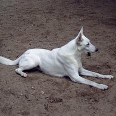 Hvid schæfer smokey