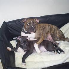 Amerikansk bulldog Topp's Magic Deville