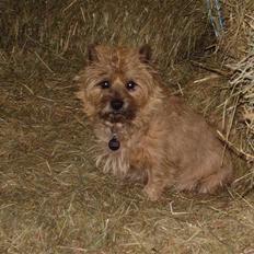 Cairn terrier Ribemarskens humoristiske