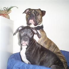 Amerikansk bulldog Topp's Magic Deville