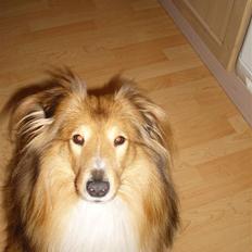 Shetland sheepdog Laban 