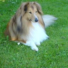 Shetland sheepdog Laban 