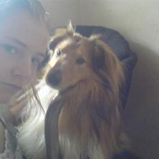 Shetland sheepdog Laban 