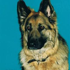 Schæferhund Tenna *RIP 2001*