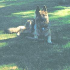 Schæferhund Tenna *RIP 2001*
