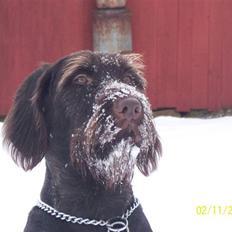 Ruhåret hønsehund Tanja (Bonnie)<3