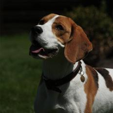 Beagle Mads / Fairytosh Mc. Cafferty