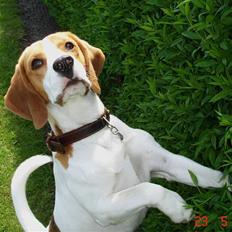 Beagle Mads / Fairytosh Mc. Cafferty
