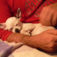 Chihuahua Louis