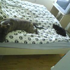 Amerikansk staffordshire terrier Max