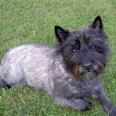 Cairn terrier Buller