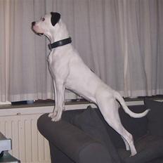 Blanding af racer Sille