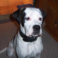 Blanding af racer Sille