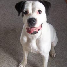 Blanding af racer Sille