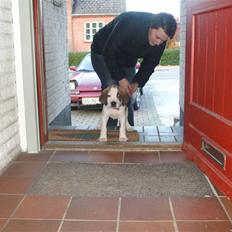 Sankt bernhardshund Bailey