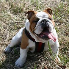 Engelsk bulldog Joey