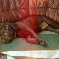 Labrador retriever Misha   ( R.I.P )  2015