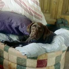 Labrador retriever Misha   ( R.I.P )  2015