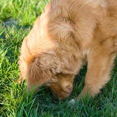 Nova scotia duck tolling retriever Diesel