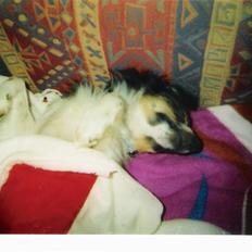 Papillon Blanding ¤¤Mons<3¤¤