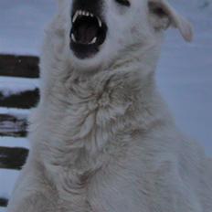 Hvid Schweizisk Hyrdehund Amica White 25.06.2013