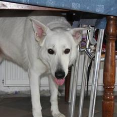 Hvid Schweizisk Hyrdehund Amica White 25.06.2013