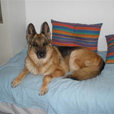 Schæferhund Mille R.I.P