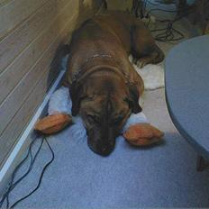 Rhodesian ridgeback Kento