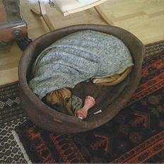 Rhodesian ridgeback Kento