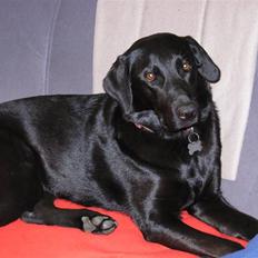 Blanding af racer Lilo Himmelhund altid savnet