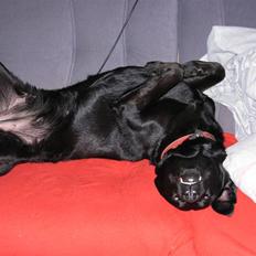 Blanding af racer Lilo Himmelhund altid savnet