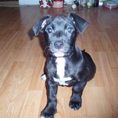 Blanding af racer milla