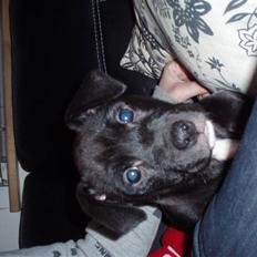 Blanding af racer milla