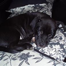 Blanding af racer milla