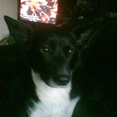 Alaskan husky Beauty TAR IKKE IMOD UDFO