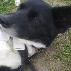 Alaskan husky Beauty TAR IKKE IMOD UDFO