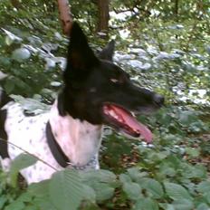 Alaskan husky Prixie TAR IKKE IMOD UDFO