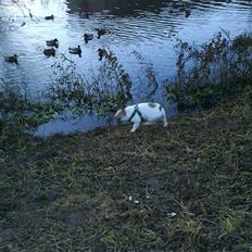 Fransk bulldog Kenzo