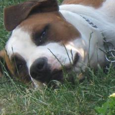 Blanding af racer Eddy