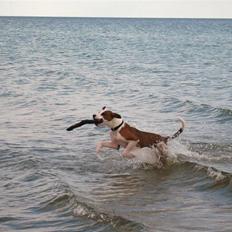 Blanding af racer Eddy