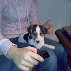 Jack russell terrier Enzo