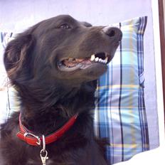 Blanding af racer Tilde