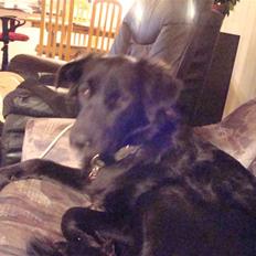 Blanding af racer Tilde