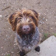 Ruhåret hønsehund Sussie  *RIP*