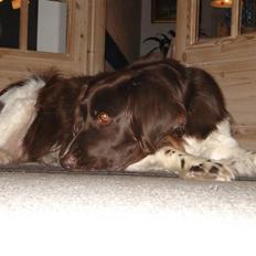 Kleiner münsterländer Esben **DØD 10/6 2008**